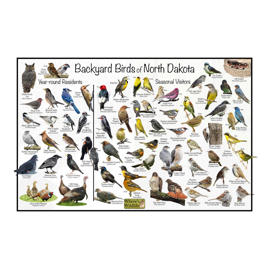 Backyard Birds of North Dakota Bird Identification Poster Divided by ...