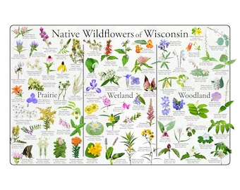May include: A colorful chart featuring illustrations of native wildflowers of Wisconsin. The chart is divided into three sections: Prairie, Wetland, and Woodland. Each section features a variety of wildflowers with their common names and blooming months.