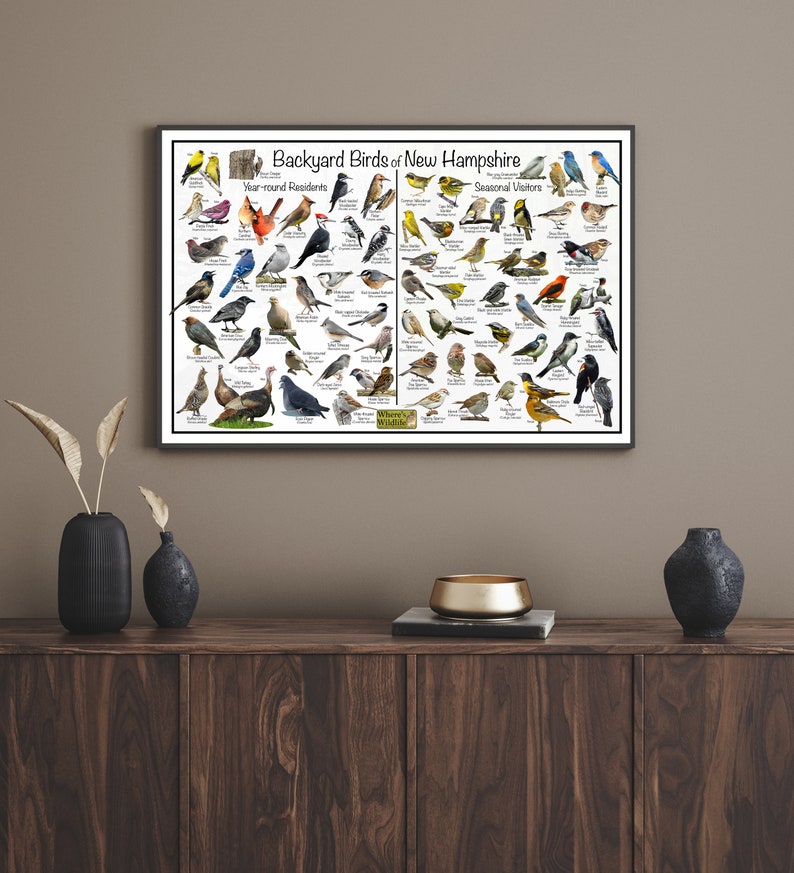 Backyard Birds of New Hampshire Bird Identification Poster Divided Into ...