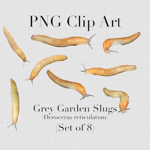 Grey Garden Slug (Deroceras reticulatum) Clip Art (8er Set) PNG Clipart mit transparentem Hintergrund Photoshop Overlays Scrapbooking, etc.