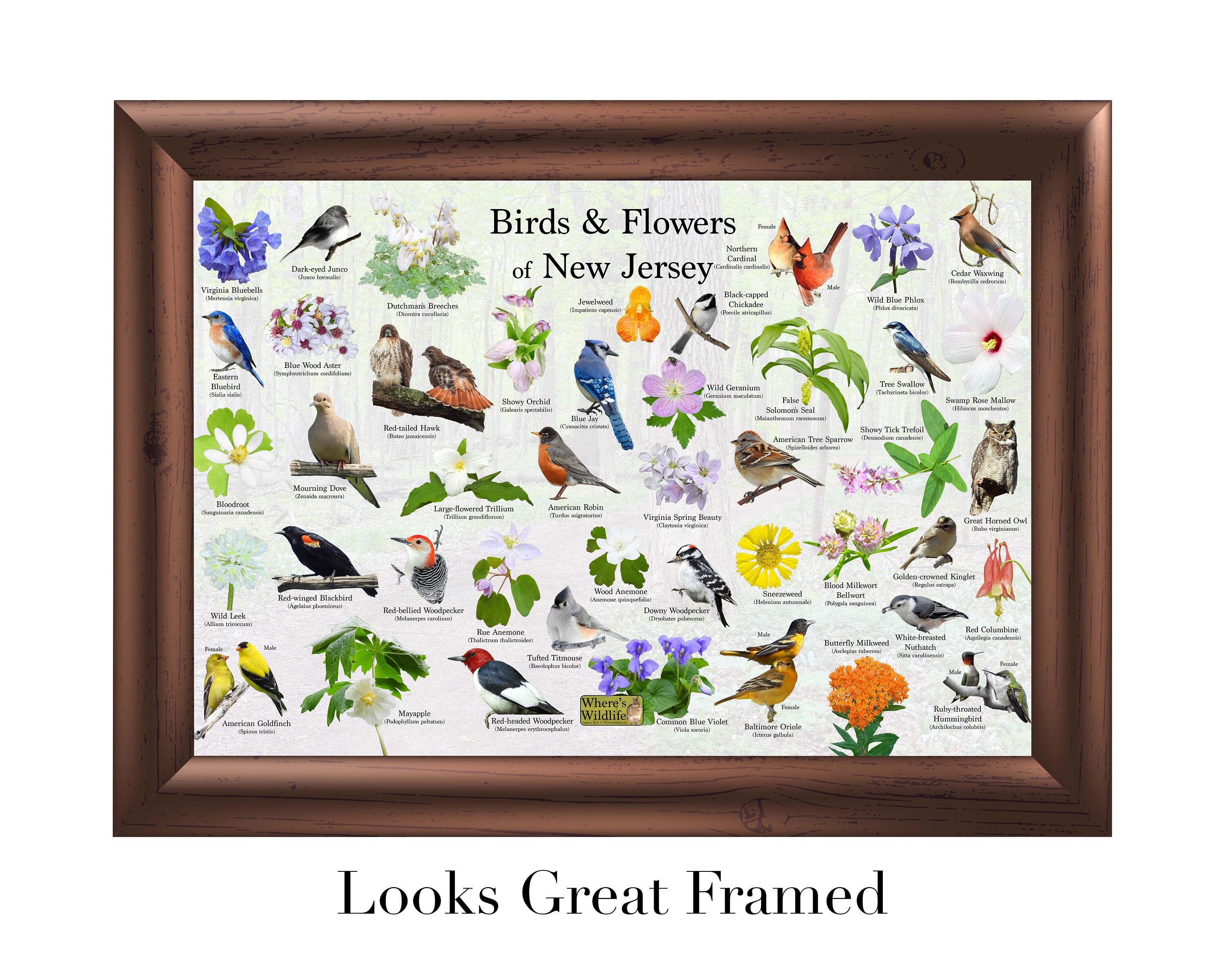 Aves y flores de Nueva Jersey / Guía estatal de flores y aves que  proporciona identificación con imágenes / Flores silvestres nativas, Aves  de América del Norte - Etsy México, image size:3000x2400