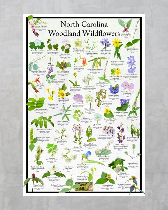 North Carolina Woodland Wildflower Identification Poster / Native