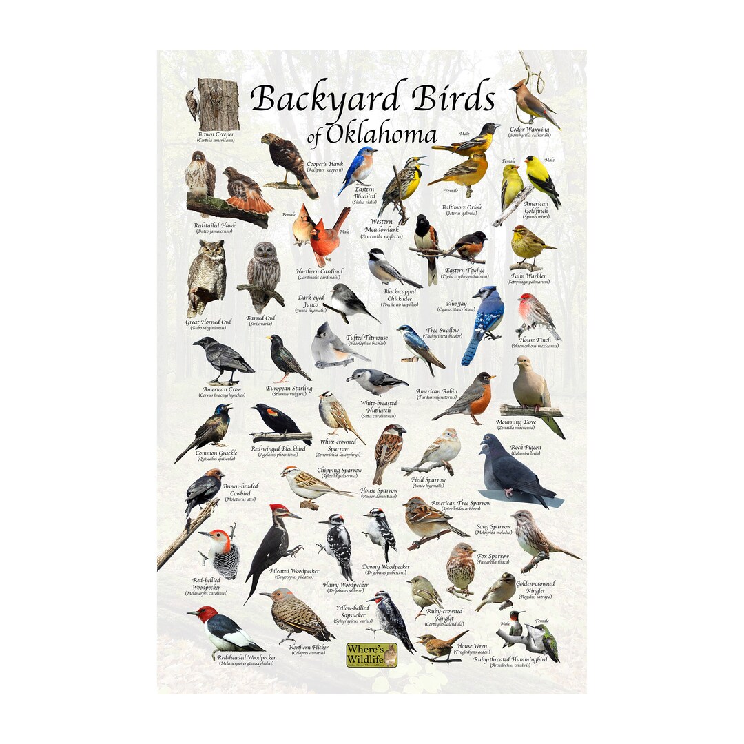 Birds of Oklahoma Backyard Birding Identification Picture Print/ Field