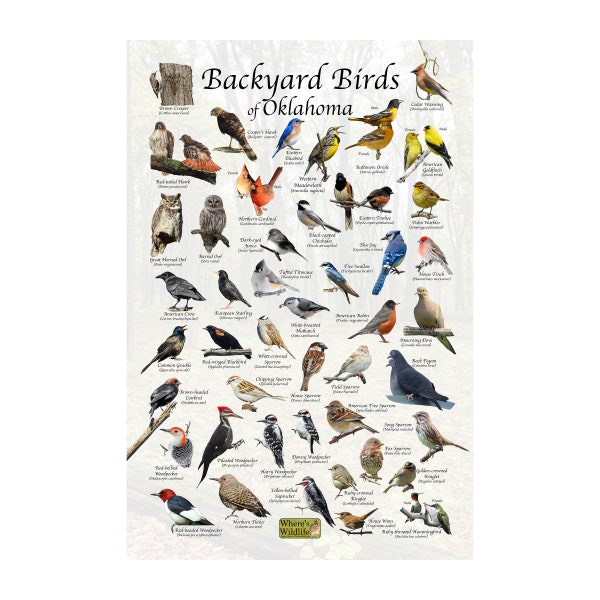 Birds of Oklahoma Backyard Birding Identification Picture Print/ Field Guide to Common State Birds / Birdwatching / Vertical Poster Print