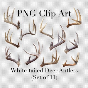 White Tailed Hirsch Big Buck Geweih Tier Clip Art (11er Set) PNG Clipart mit transparentem Hintergrund Photoshop Overlays. Natur Cutouts