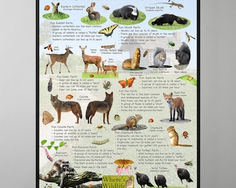 Backyard Visitors Educational Kids Nature Animal Poster Providing