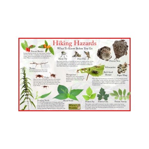 Póster de naturaleza educativa sobre peligros de senderismo/identifica peligros comunes que se encuentran en el senderismo y al aire libre