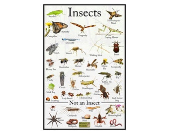 Puede incluir: Un gráfico colorido con ilustraciones de varios insectos, incluyendo mariposas, escarabajos y hormigas. El gráfico también incluye ilustraciones de criaturas que no son insectos, como arañas, ciempiés y caracoles. El gráfico está titulado "Insectos".