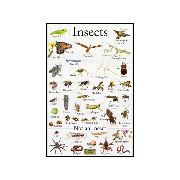 Insects Field Guide Educational Nature Print / Insect ID Collection / Entomology Guide / Nature Poster Prints / Bug Art / Backyard Wildlife