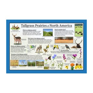 Cartel de la naturaleza educativa de las praderas de pastos altos de América del Norte / Carteles de vida silvestre y paisajes / Aula de educación en el hogar / Guía de la naturaleza para niños