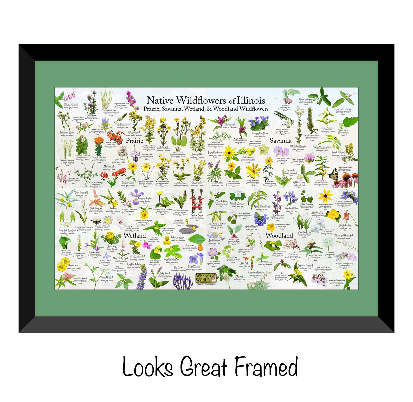 Native Wildflowers of Illinois / Plant and Flower Identification Poster