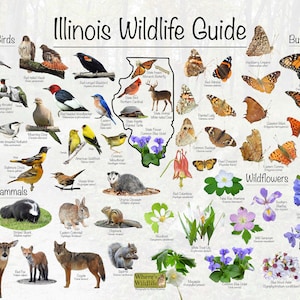 Impresión del cartel de la guía de vida silvestre de Illinois / Aves, mamíferos, mariposas y flores silvestres comunes del estado / Cartel de la naturaleza de Illinois
