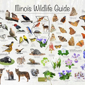 Illinois Wildlife Guide Poster Print / Common State Birds, Mammals, Butterflies, and Wildflowers / Illinois Nature Poster