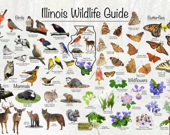 Illinois Wildlife Guide Poster Print / Common State Birds, Mammals, Butterflies, and Wildflowers / Illinois Nature Poster