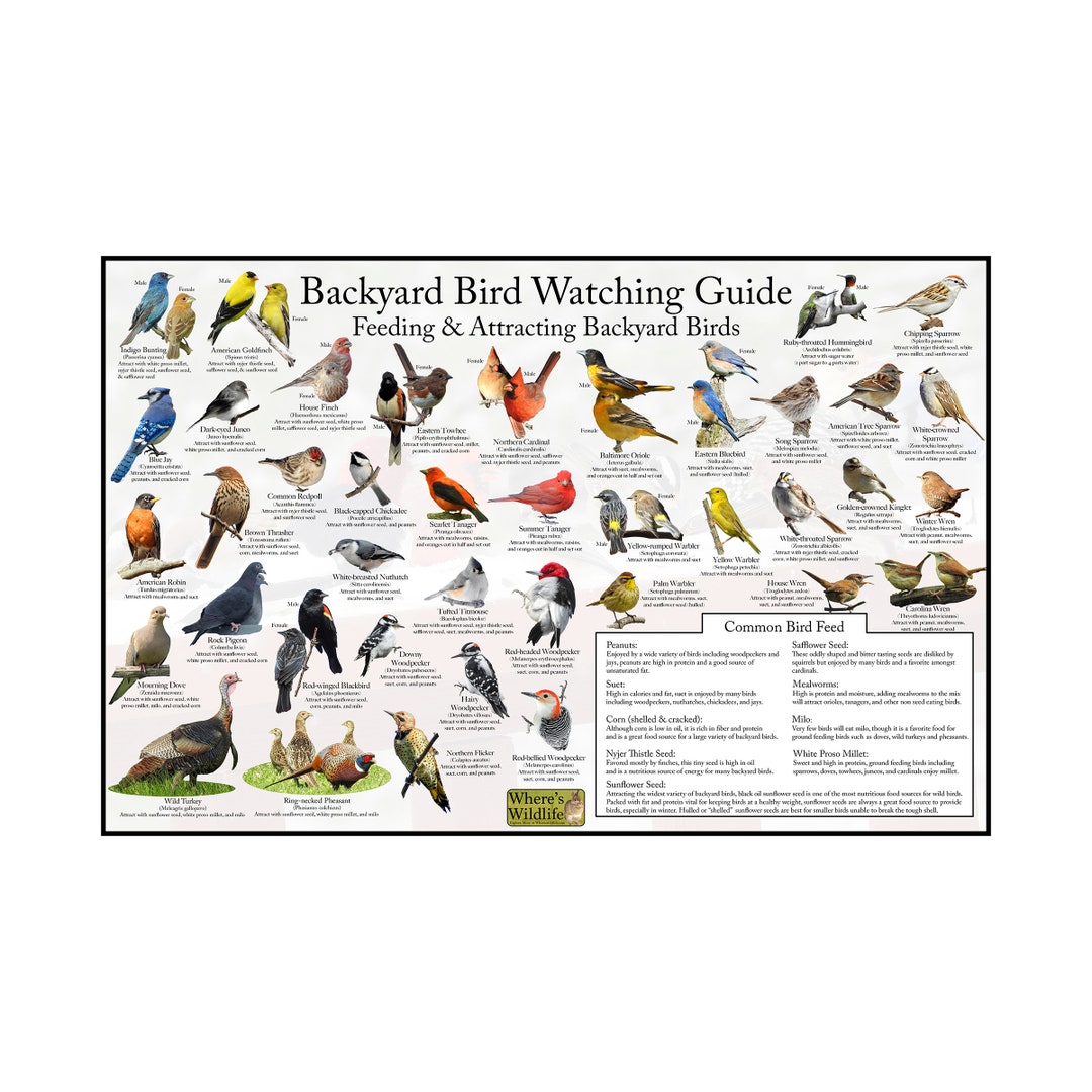 The Ultimate Bird Watching Bench Guide