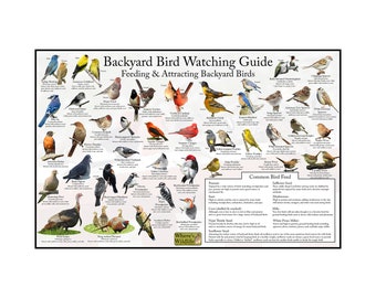 May include: A colorful illustrated guide to backyard bird watching, featuring images of common birds and their preferred food sources. The guide includes information on attracting birds to your backyard, such as using feeders and providing natural habitats.