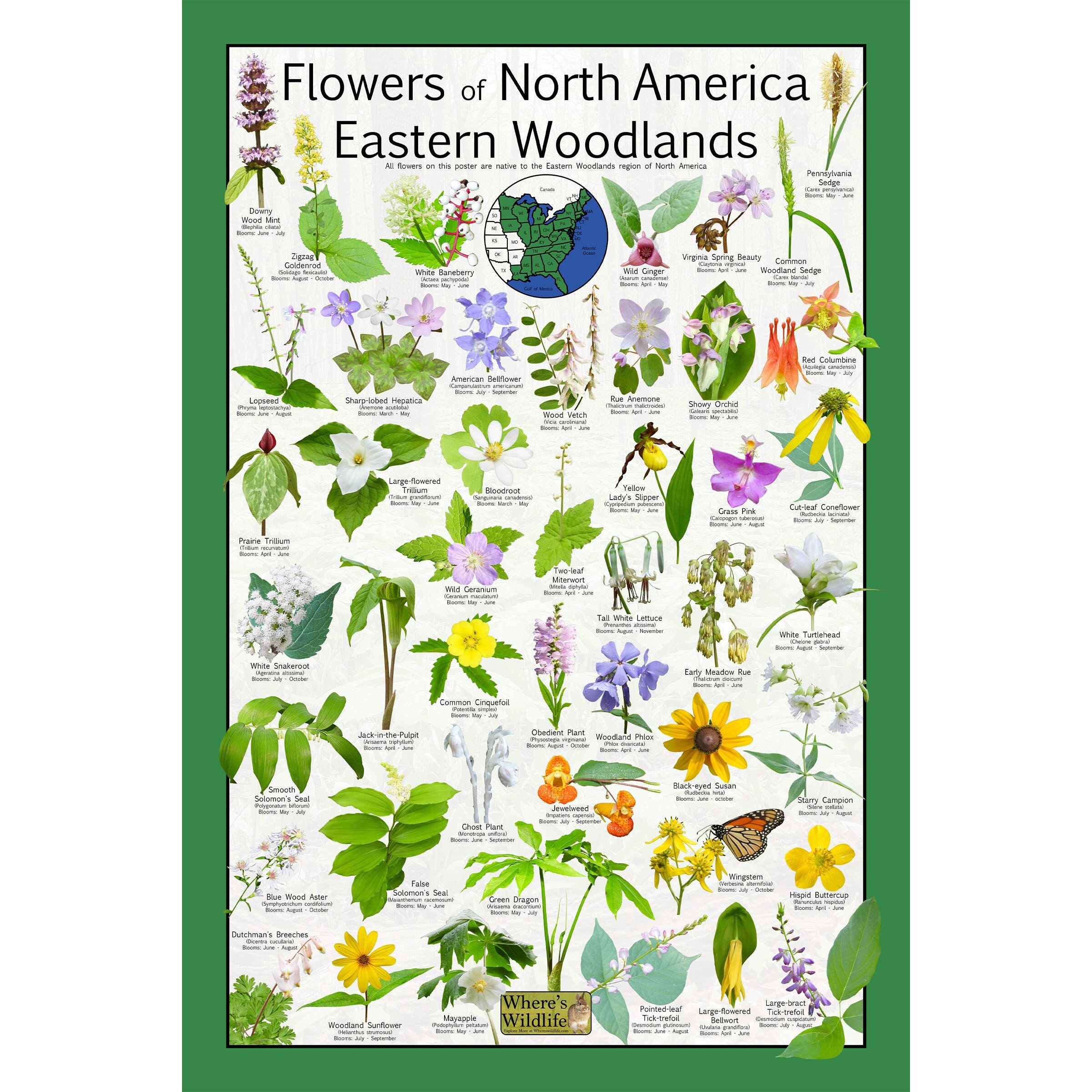 Flowers of North America the Eastern Woodlands - Native Wildflower