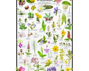 May include: A colorful poster featuring illustrations of Michigan wildflowers, with the title "Michigan Wildflowers: Native Wetland Blooms". The poster includes the names of each flower and a frog illustration.