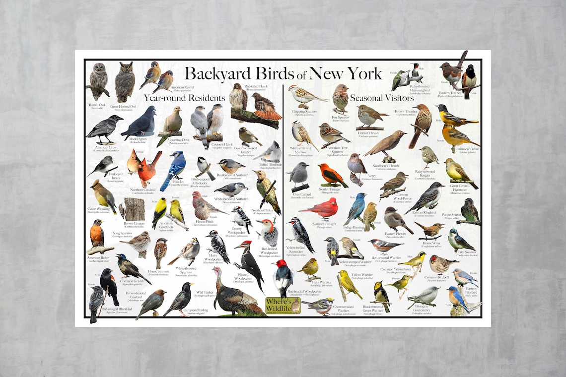 Backyard Birds of New York Bird Identification Poster Divided Into Year ...