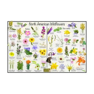North American Wildflower Nature Poster / Provides Picture Identification for Common Flowers / Divided into Native and Non-native Flower ID