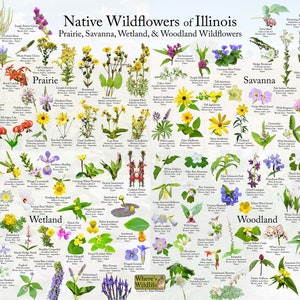 Flores silvestres nativas de Illinois / Cartel de identificación de plantas y flores / ID's 125 Pradera nativa, sabana, humedal, flores silvestres del bosque