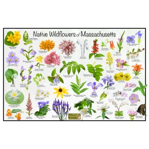 Native Wildflowers of Massachusetts  Flower Identification Poster / Flower Guide Providing Picture ID & Name / Native State Flowers