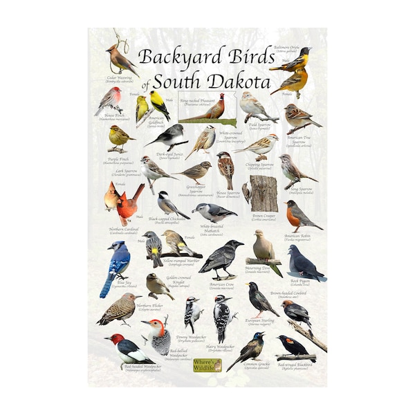 North Dakota Birds Poster - Etsy
