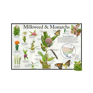 Póster educativo sobre la naturaleza: algodoncillo y mariposa monarca / Mapa de migración de las mariposas monarca e identificación de algodoncillos nativos de América del Norte