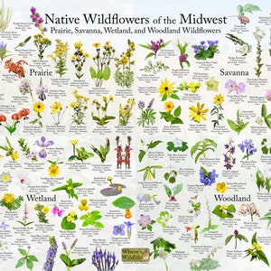 Flores silvestres nativas del Medio Oeste / Afiche de identificación de plantas y flores / ID's 125 Flores silvestres nativas de praderas, sabanas, humedales y bosques