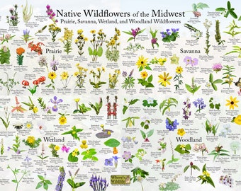 May include: A colorful chart featuring illustrations of native wildflowers found in the Midwest. The chart is divided into four sections: Prairie, Savanna, Wetland, and Woodland. Each section features a variety of wildflowers with their common names listed below each illustration. The chart also includes the text "Native Wildflowers of the Midwest" and "Where's Wildlife".