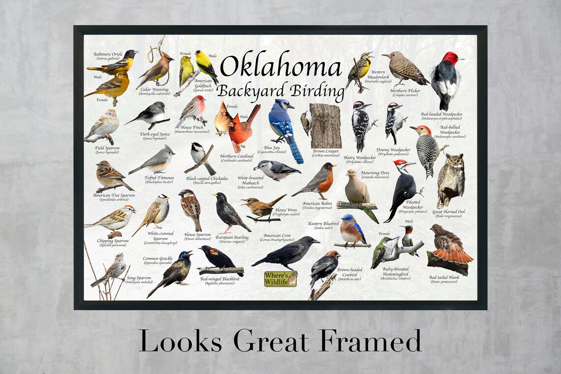 Birds of Oklahoma Backyard Birding Identification Picture Print / Great