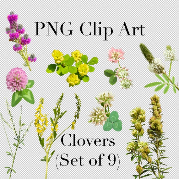 Clover Flowers of North America set of 9 PNG Clipart With - Etsy Finland