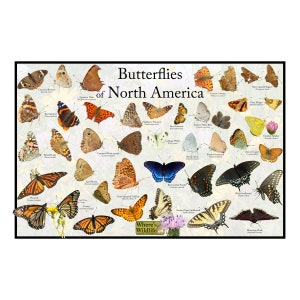Common Butterflies of North America Poster Print / Butterfly Field Guide Provides Picture Identification United States Butterflies