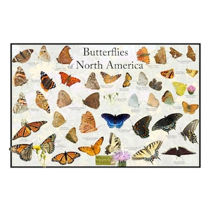 Common Butterflies of North America Poster Print / Butterfly Field Guide Provides Picture Identification United States Butterflies