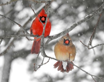 Pair of Northern Cardinal Birds Taken During a Winter Storm / Bird Photography / Nature Picture Print