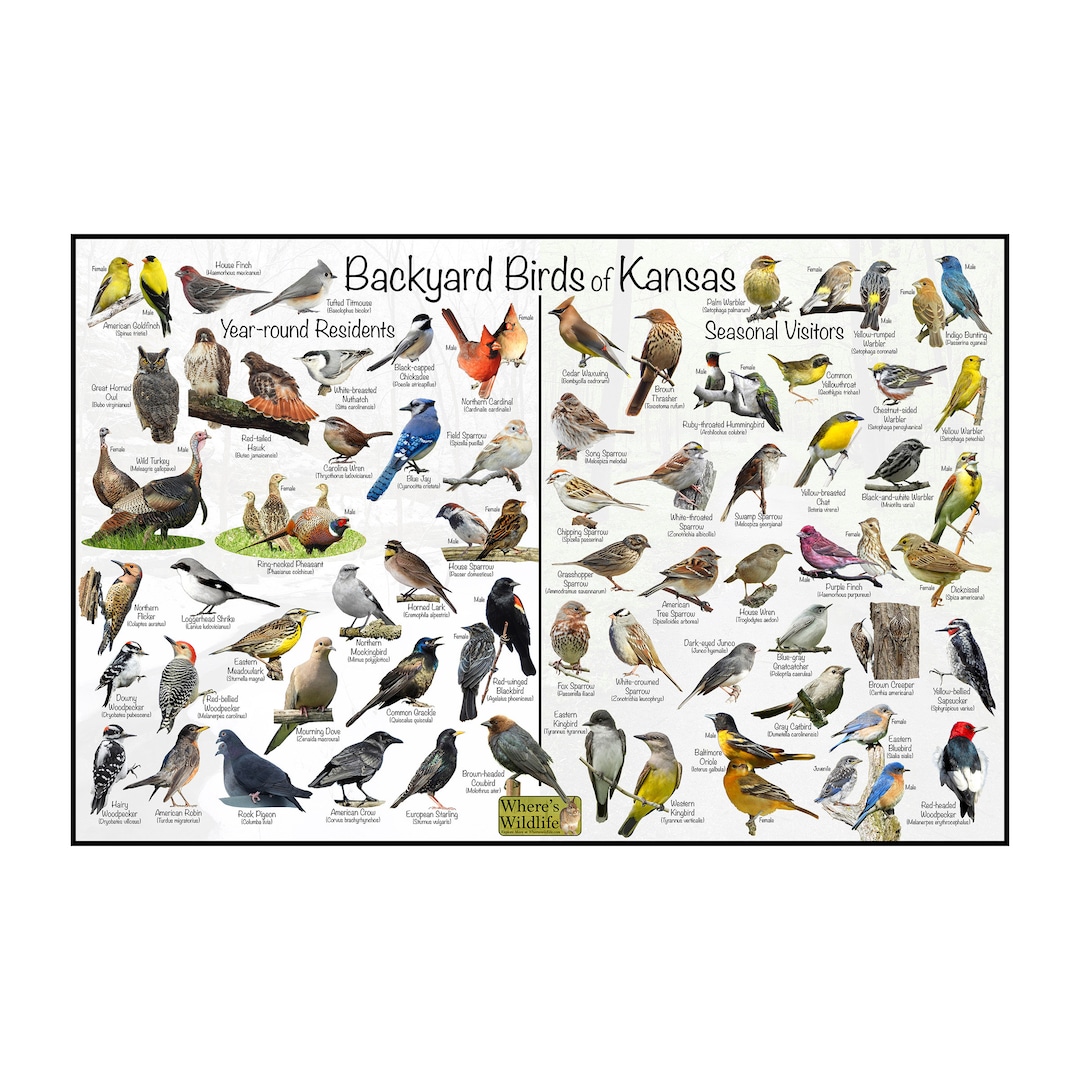 Backyard Birds of Kansas Bird Identification Poster Divided by Year