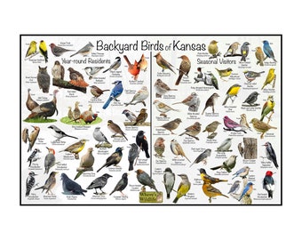 Backyard Birds of Kansas Bird Identification Poster Divided by Year-round Residents & Seasonal Visitors / Birdwatching Nature Field Guide