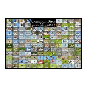 Common Birds of the Midwest Nature Collage Poster / Contains 136 Different Bird Identifications / Backyard Bird Guide / Bird Watcher Gift