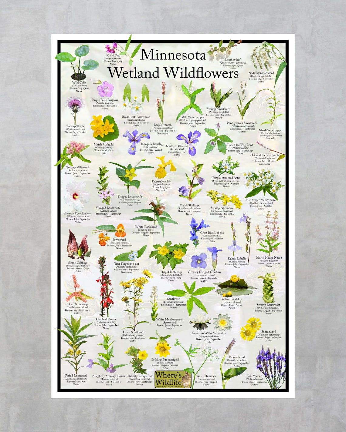 Minnesota Wetland Wildflower Poster / State Flower Guide Providing ...