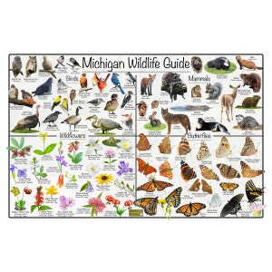 Guía de vida silvestre de Michigan / ID del estado de aves, mamíferos, flores silvestres y mariposas / Póster educativo divertido sobre la naturaleza