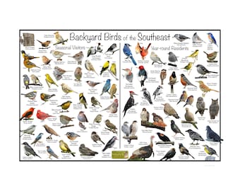 Backyard Birds of the Northeast Bird Identification Poster Divided Into ...