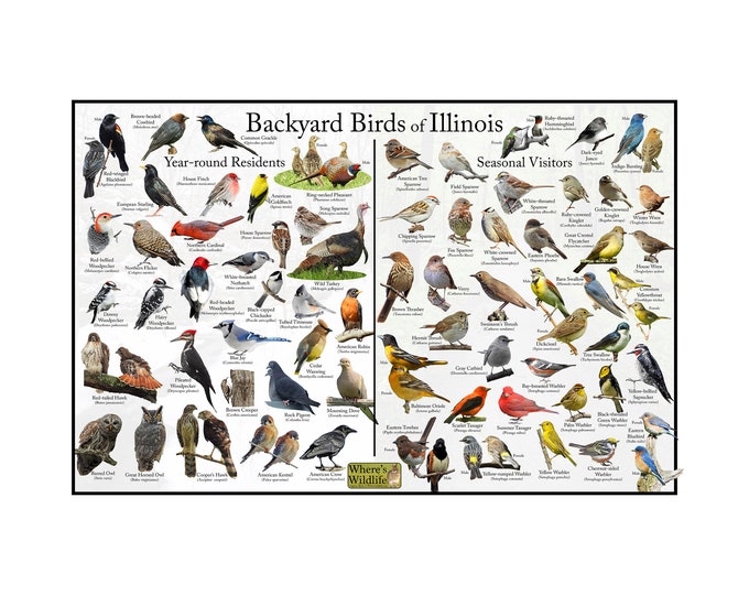 Backyard Birds of Illinois Bird Identification Poster Divided into Year-round Residents and Seasonal Visitors / Birdwatching Nature Poster