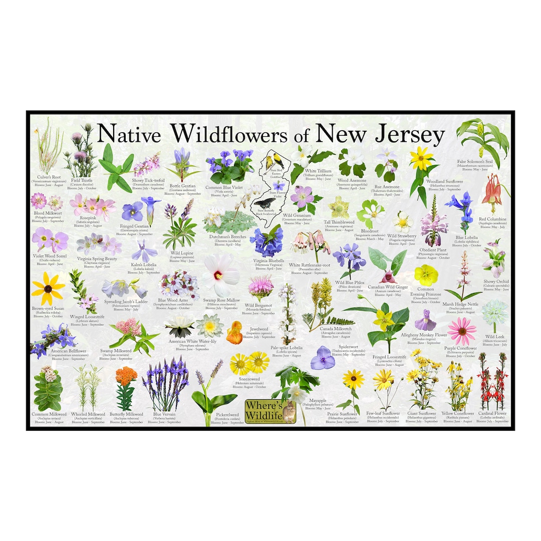 Native Wildflowers of New Jersey / State Flower Field Guide Providing