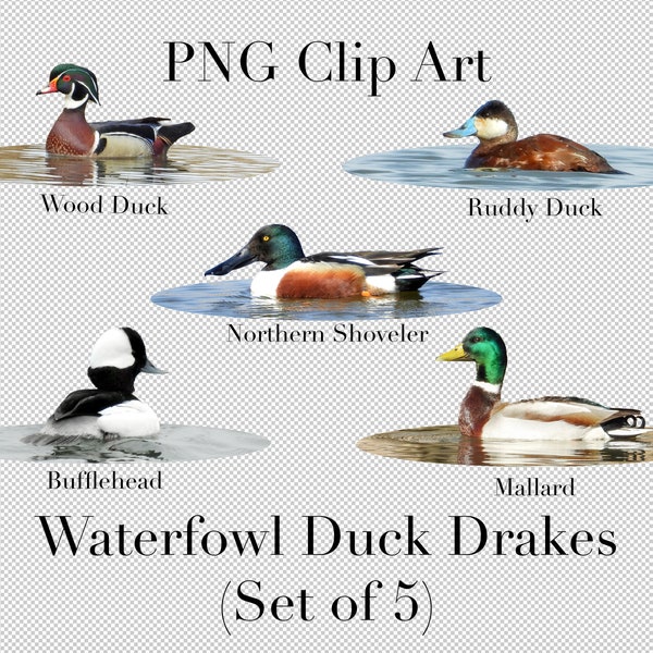 Waterfowl Duck Drakes in Water Circle Clip Art (Set of 5)  PNG Clipart with transparent background Photoshop Overlays for Photographers