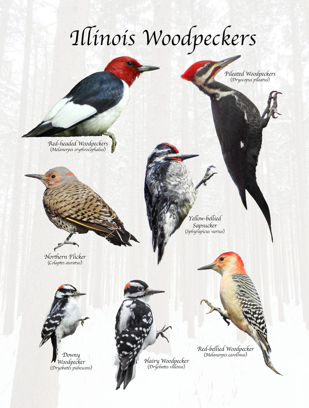 Woodpeckers of Illinois Backyard Birding Identification Print / Great