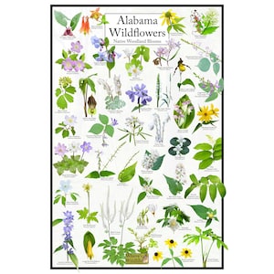 May include: A poster titled "Alabama Wildflowers" featuring illustrations of 40 different wildflowers native to Alabama. The poster is white with green leaves and colorful flowers. The text "Native Woodland Blooms" is below the title.