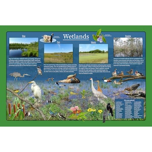 Cartel educativo de la naturaleza de los humedales / Cartel divertido de la vida silvestre de los niños / Imágenes de pantanos, pantanos, marismas, pantanos y búsqueda de humedales llenos de animales