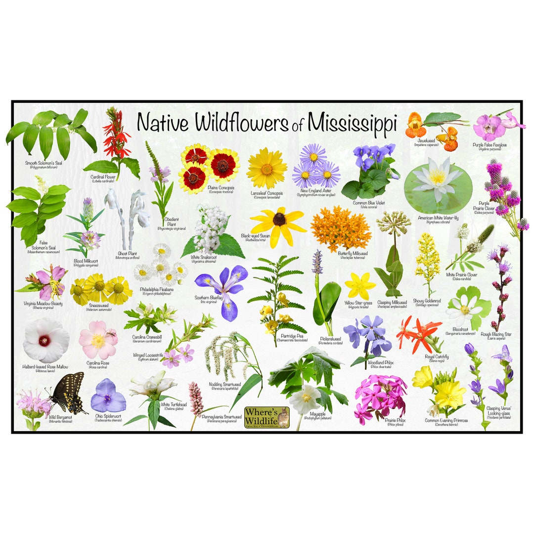 Native Wildflowers of Mississippi Flower Identification Poster