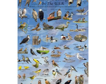 Backyard Birding in the U.S.A Poster Contains Only Birds Found in Every State North America Great Gift Idea for Birdwatcher or Nature Lover