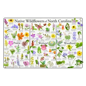 Native Wildflowers of North Carolina Flower Identification Poster Divided into Prairie, Wetland, and Woodland Flowers